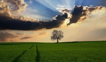 Hazine Arsası Kiralık